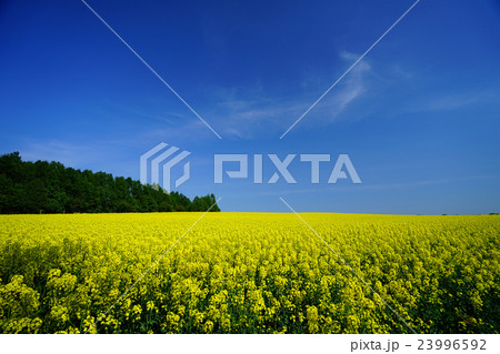 滝川 菜の花 滝川 菜の花 23996592
