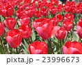 万博記念公園のチューリップ 23996673
