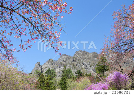 桜と妙義山 23996735
