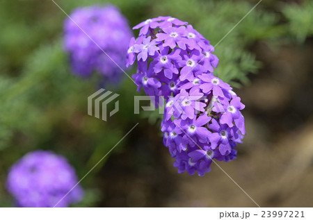 ヒメビジョザクラ(姫美女桜) ヒメビジョザクラ(姫美女桜) 23997221