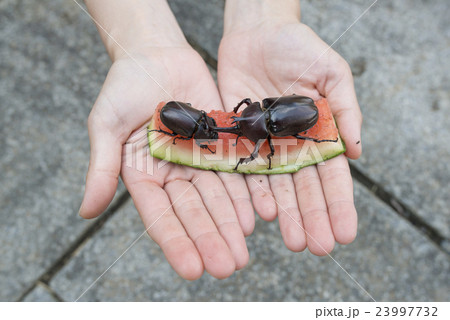 スイカを食べるカブトムシの写真素材