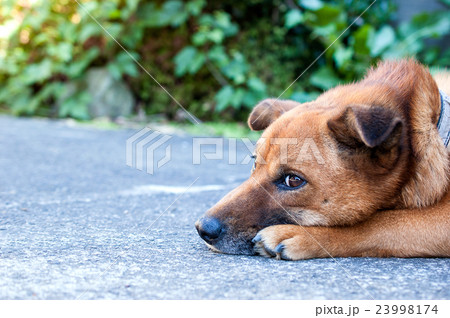 寂しい瞳をした犬の写真素材