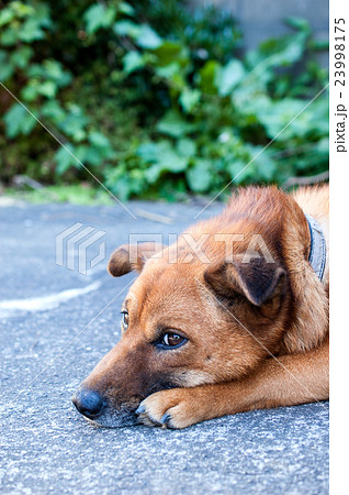 寂しい瞳をした犬の写真素材