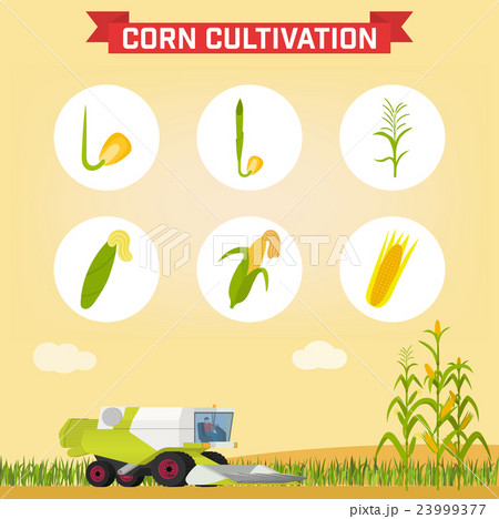 Infographics the growing corn. Growth stages from 23999377