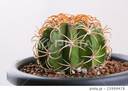 cactus in the pot, desert plant 23999478