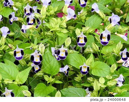 トレニア/新宿中央公園 トレニア/新宿中央公園 24000648