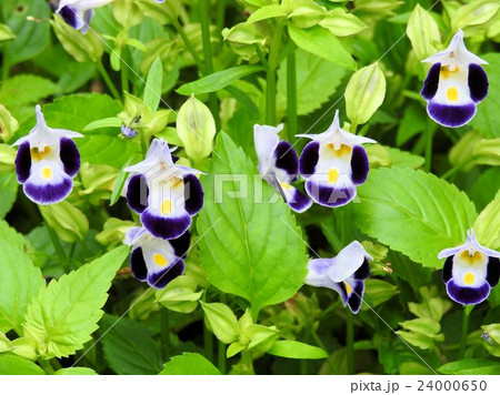 トレニア/新宿中央公園 トレニア/新宿中央公園 24000650