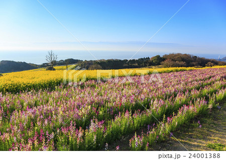 あわじ花さじきの菜の花畑 兵庫県淡路市の写真素材