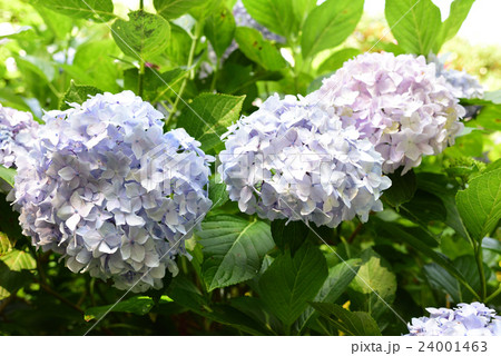 紫陽花 紫陽花 24001463
