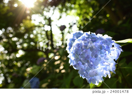 紫陽花 24001478