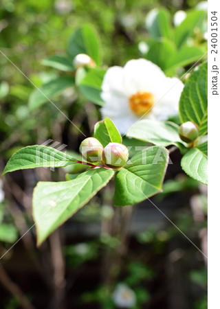 沙羅の花 24001504