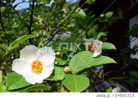 沙羅の花 沙羅の花 24001513