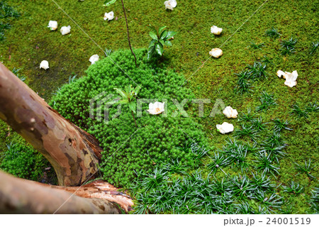 落下した、沙羅の花 24001519