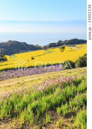 あわじ花さじきの菜の花畑　兵庫県淡路市 24001536