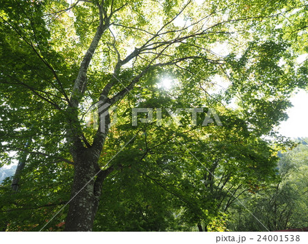 山梨県の河口湖畔の公園の爽やかなもみじの樹 24001538