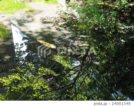 山梨県忍野村の忍野八海・お釜池に泳ぐ金色のニジマスと水面に映る樹木 24001546