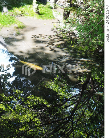 山梨県忍野村の忍野八海・お釜池に泳ぐ金色のニジマスと水面に映る樹木 24001547