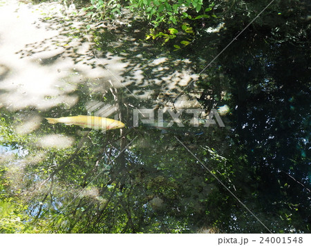 山梨県忍野村の忍野八海・お釜池に泳ぐ金色のニジマスと水面に映る樹木 24001548