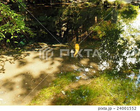 山梨県忍野村の忍野八海・お釜池に泳ぐ金色のニジマス 24001552