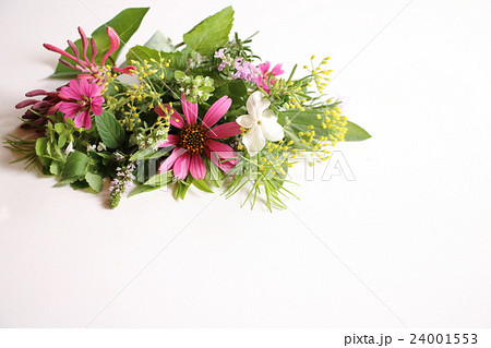 ハーブの花 24001553
