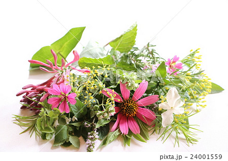 ハーブの花 24001559
