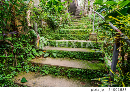 Stairway covered in green grass leading upwards.. 24001683