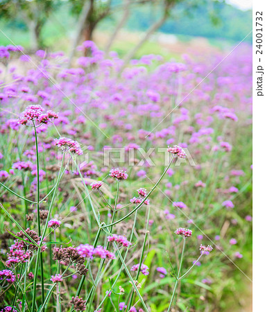 Verbena flowers in garden, flowering Verbena Verbena flowers in garden, flowering Verbena 24001732