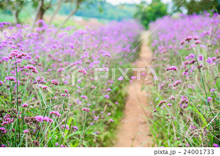Verbena flowers in garden, flowering Verbena Verbena flowers in garden, flowering Verbena 24001733