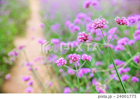 Verbena flowers in garden, flowering Verbena Verbena flowers in garden, flowering Verbena 24001775