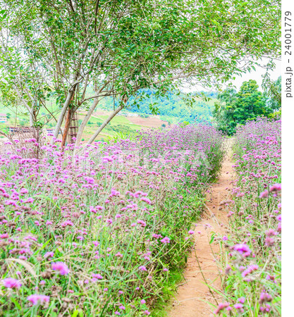 Verbena flowers in garden, flowering Verbena  24001779
