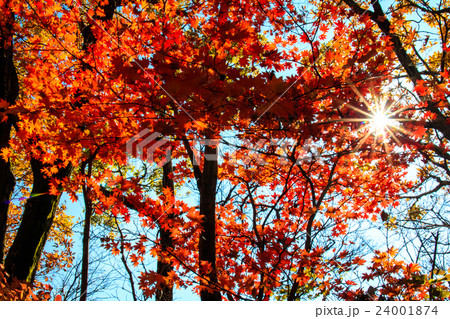 くじゅう　坊ガツル・ダテ原湿原の紅葉 24001874