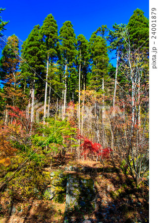 くじゅう 坊ガツル・ダテ原湿原の紅葉 くじゅう 坊ガツル・ダテ原湿原の紅葉 24001879