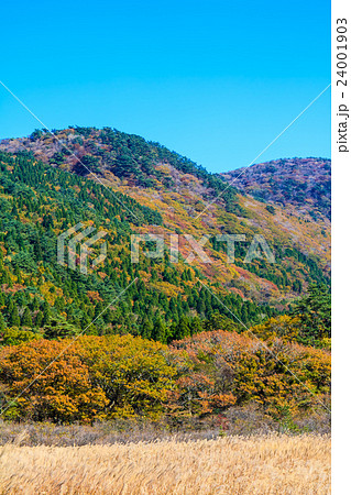 くじゅう 坊ガツル・ダテ原湿原の紅葉とススキ くじゅう 坊ガツル・ダテ原湿原の紅葉とススキ 24001903