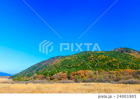 くじゅう　坊ガツル・ダテ原湿原の紅葉とススキ 24001905