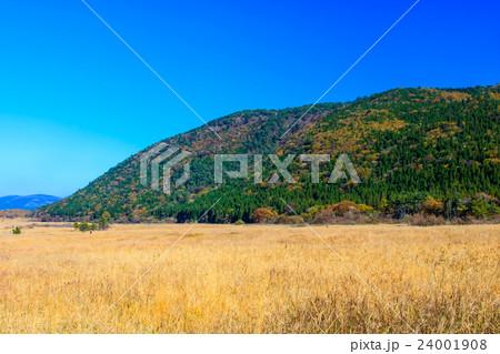 くじゅう 坊ガツル・ダテ原湿原の紅葉とススキ くじゅう 坊ガツル・ダテ原湿原の紅葉とススキ 24001908