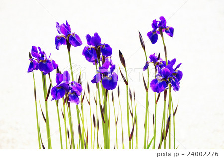 アヤメ 24002276