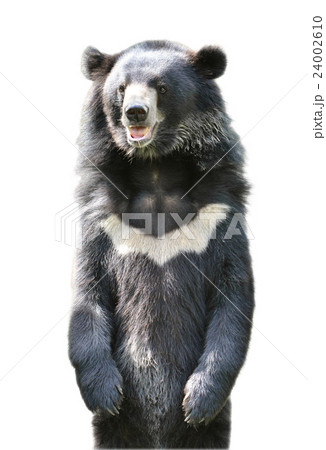 asiatic black bear 24002610