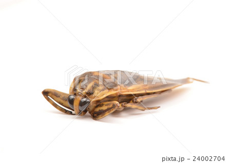 giant water bug isolated giant water bug isolated 24002704