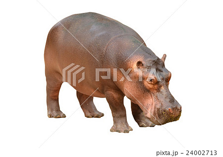 hippopotamus isolated hippopotamus isolated 24002713