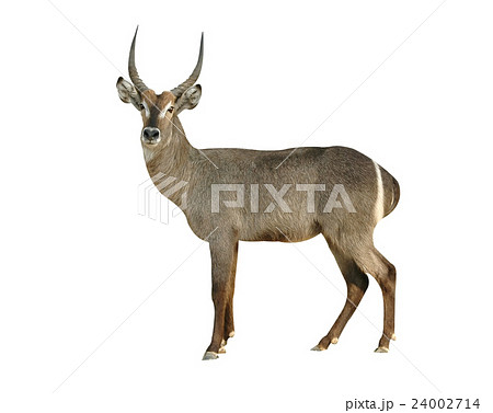 waterbuck isolated 24002714