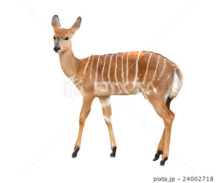 female nyala isolated female nyala isolated 24002718