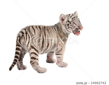 baby white tiger baby white tiger 24002742