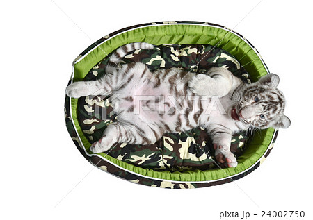 baby white tiger laying in a mattress isolated 24002750