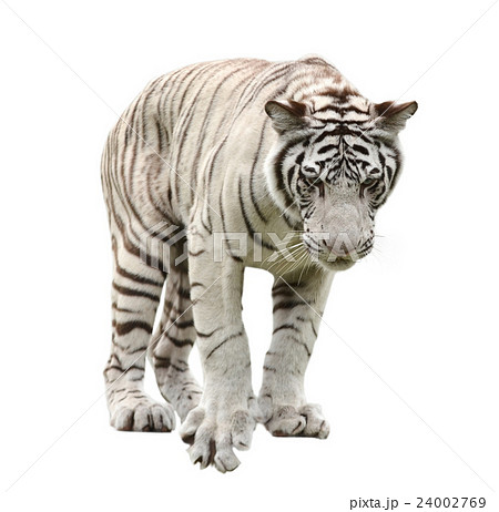 white bengal tiger isolated 24002769