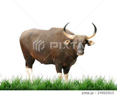 banteng isolated 24002815