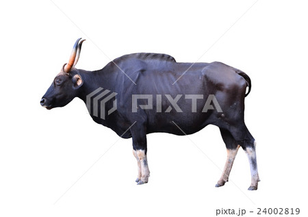 gaur isolated gaur isolated 24002819