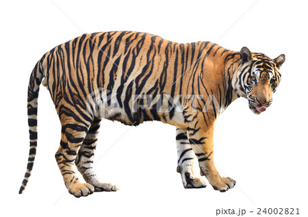 bengal tiger isolated 24002821