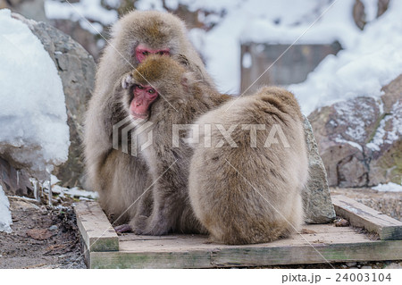 Japanese monkeys during winter in mountain Japanese monkeys during winter in mountain 24003104