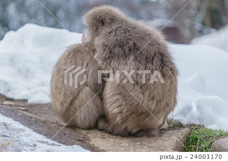 Japanese monkeys on hot water during winter   24003170