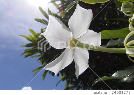 オキナワキョウチクトウの花 24003275